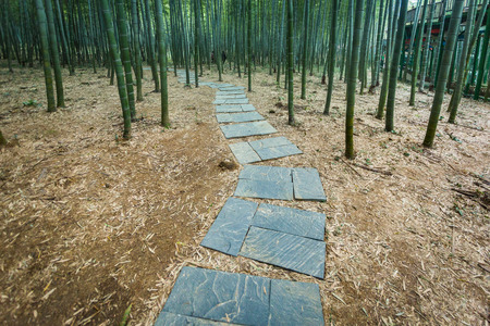 Bamboo forest in Yixing,Jiangsu,China.の写真素材