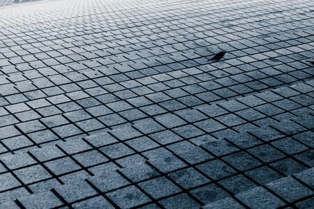 black crow isolated standing on the ground.