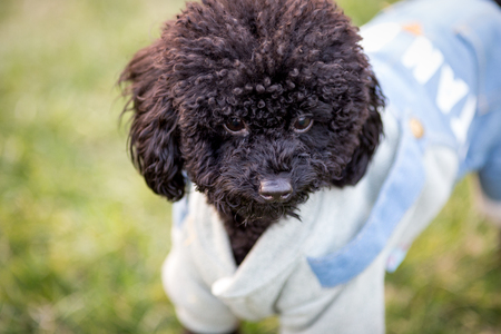 Happy pet dogs playing on Grass in a park.の写真素材