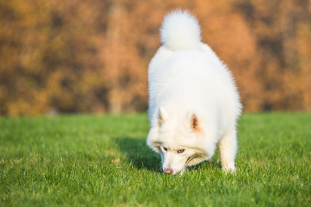 Happy pet dogs playing on Grass in a park.の写真素材