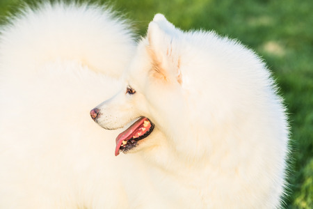 Happy pet dogs playing on Grass in a park.の写真素材