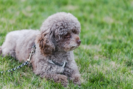 Happy pet dogs playing on Grass in a park.