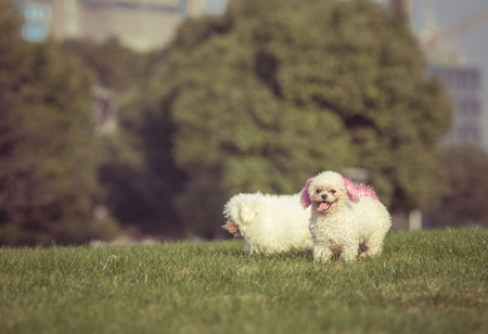 Happy pet dogs playing on Grass in a park.の写真素材
