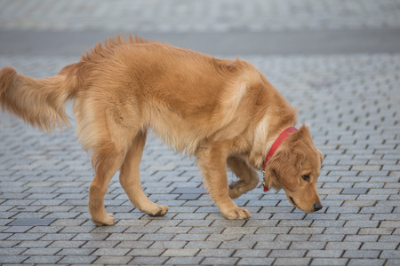 Happy pet dogs playing in a park.の写真素材