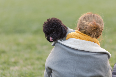 Happy pet dogs playing on Grass in a park.の写真素材