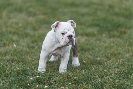 Happy pet dogs playing on Grass in a park.の写真素材