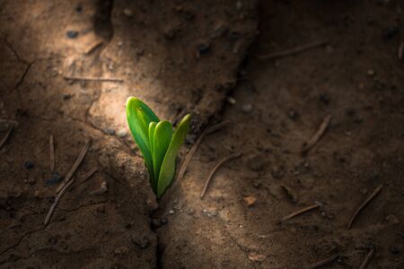 detail shot of grass sprouting from dried earth.の写真素材