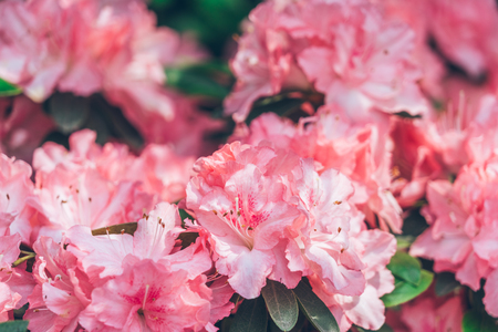 Close-Up Of Pink Flower Blooming Outdoorsの写真素材