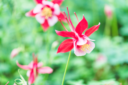 Close-Up Of Red Flower Blooming Outdoors,shot in Shanghai,China.の写真素材