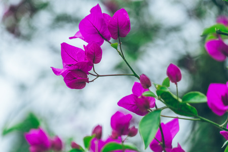 Close-Up Of Pink Flower Blooming Outdoors,shot in Shanghai,China.の写真素材