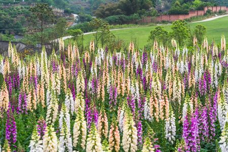 Lavender field in bloom,view of formal garden.の写真素材