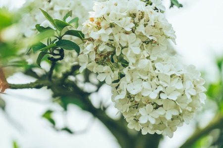 Close-Up Of White Hydrangea Flowers Blooming Outdoors,shot in Shanghai,China.の写真素材