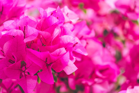 Close-Up Of Pink Flower Blooming Outdoors,shot in Shanghai,China.の写真素材