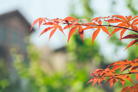 close-up of maple tree in city of China.の写真素材