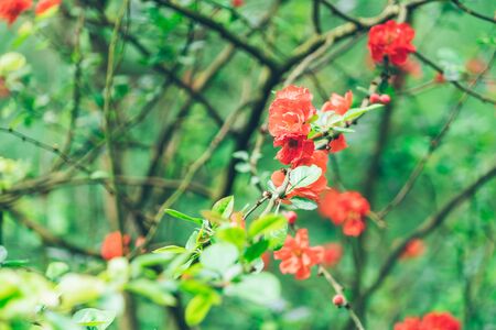 Spring Weather Arrives ,flowers in bloom in a natural park.の写真素材