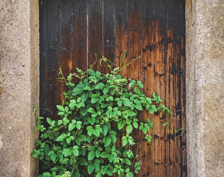 green plant on wooden door of traditional house in ancient village of Anhui,China.の写真素材