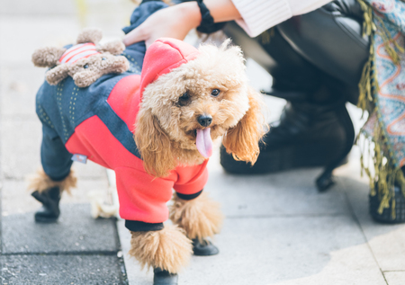 Toy poodle playing outsoors with its female master.の写真素材