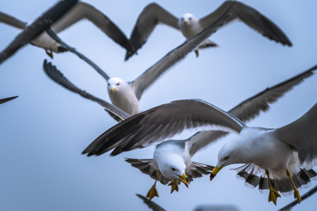 group of sea gulls flying over blue sky,shot in Qingdao,China.の写真素材
