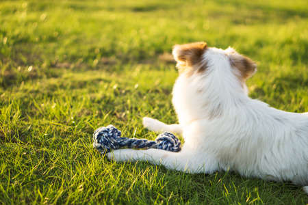 Dog and hostess, park background