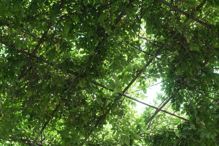 Green leaves on the plant shelf, with sunshine coming in. Photo in the public park.