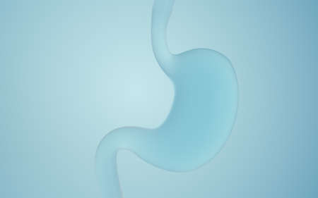 Human Internal Stomach Anatomy, 3d rendering. Computer digital drawing.