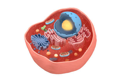 Internal structure of an animal cell, 3d rendering. Section view. Computer digital drawing.