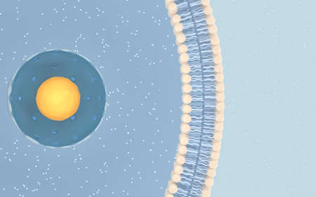 Internal structure of an animal cell, 3d rendering. Section view. Computer digital drawing.