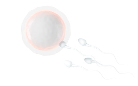 The union of sperm and an egg cell, 3d rendering. Computer digital drawing.