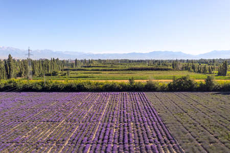 Lavender manor on a sunny day. Shot in xinjiang, China.