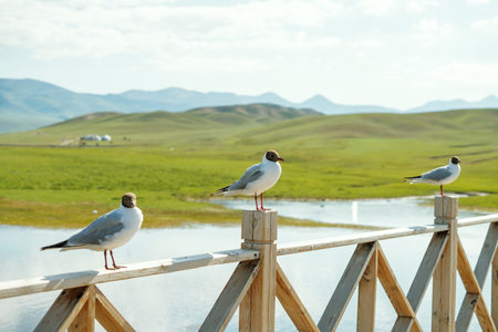 Rivers and birds with vast grassland. Shot in xinjiang, China.の写真素材
