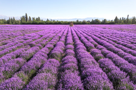 Lavender manor on a sunny day. Shot in xinjiang, China.の写真素材