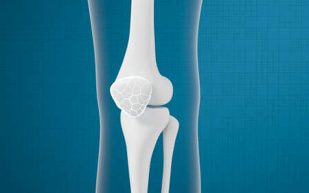 Leg bones and knees, 3d rendering. Computer digital drawing.