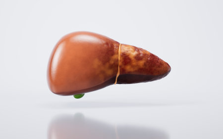 Liver organ with fatty liver state, 3d rendering. 3D illustration.の写真素材