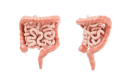 Intestinal tract with digestive health concept, 3d rendering. 3D illustration.の写真素材