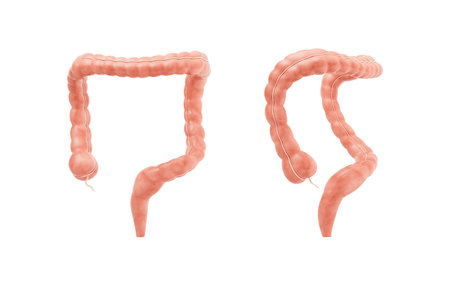 Intestinal tract with digestive health concept, 3d rendering. 3D illustration.