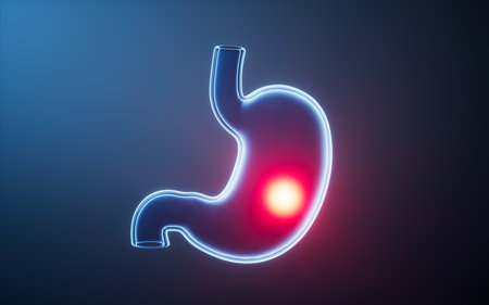 Stomach with glowing light effect, 3d rendering. 3D illustration.の写真素材