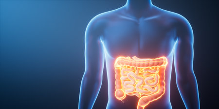 Organ intestinal tract in the transparent human body, 3d rendering. 3D illustration.
