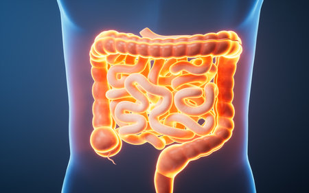Organ intestinal tract in the transparent human body, 3d rendering. 3D illustration.の写真素材