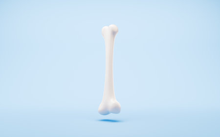 Biological anatomy of the skeleton and bone health, 3d rendering. 3D illustration.の写真素材