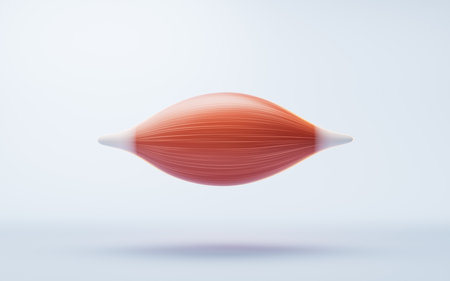 Muscle structure, medical concept visualization, 3d rendering. 3D illustration.