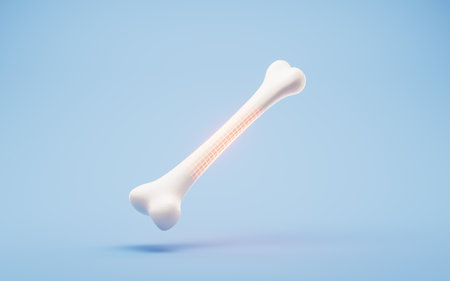 Biological anatomy of the skeleton and bone health, 3d rendering. 3D illustration.