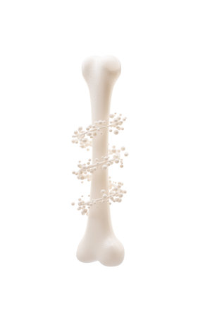 Biological anatomy of the skeleton and bone health, 3d rendering. 3D illustration.