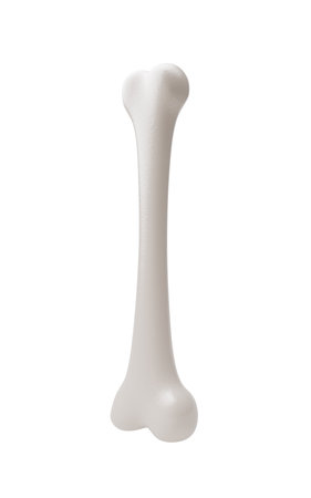 Biological anatomy of the skeleton and bone health, 3d rendering. 3D illustration.
