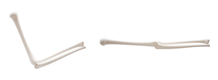 Biological anatomy of the skeleton and bone health, 3d rendering. 3D illustration.