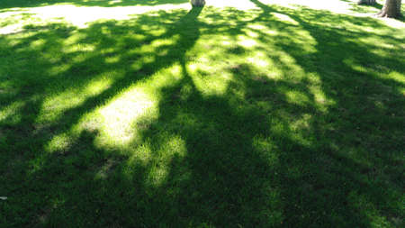 tree shadow on grasslandの写真素材