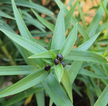 Sunshine plants, flowering leaves, landscaping, flower close-up