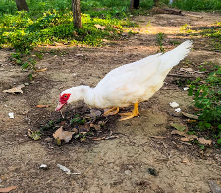 The white duck in summer at farm thailandの写真素材