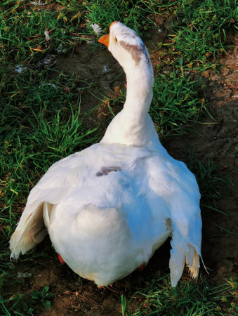 The white duck stands by the pond or lake with Chang'an Park in the backgroundの写真素材