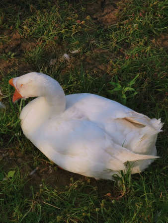 The white duck stands by the pond or lake with Chang'an Park in the backgroundの写真素材
