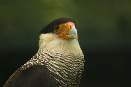 South american birdの写真素材